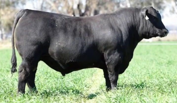 Weekly Genetics review: A penchant for Polls, Postponed sales & high top Prices