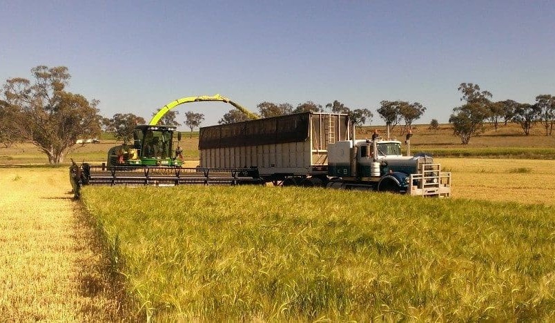 Silage option looms for winter cereals