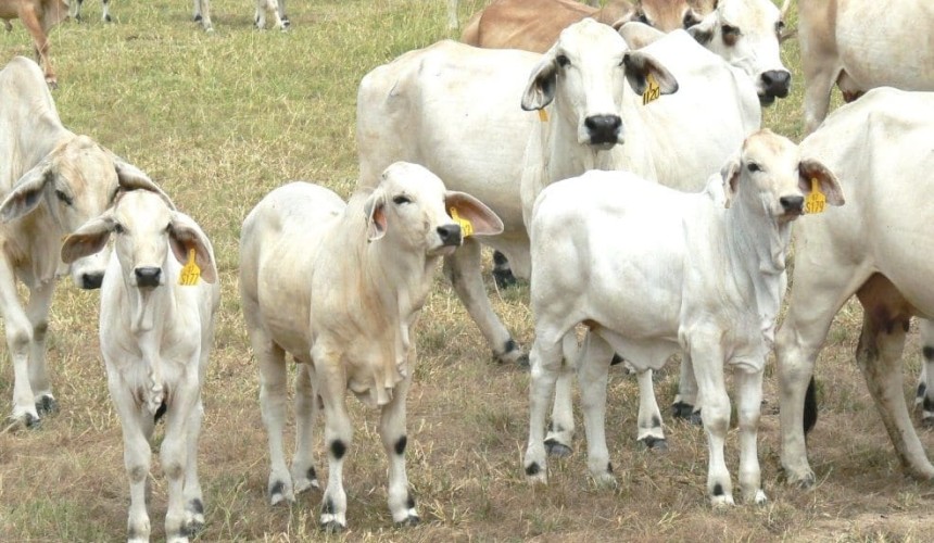 Last chance to join today’s webinar: Managing pestivirus disease risk during post-drought restocking