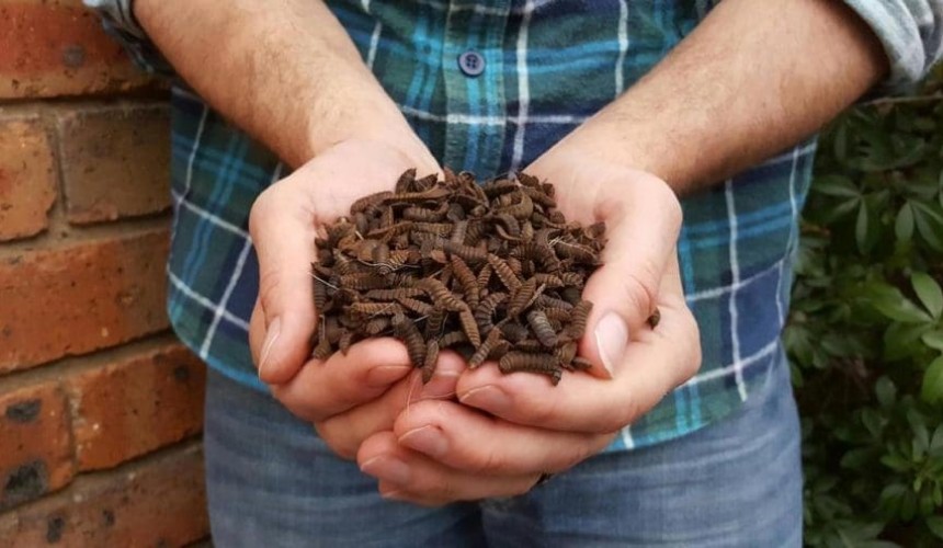 Could this be the livestock feed of the future?