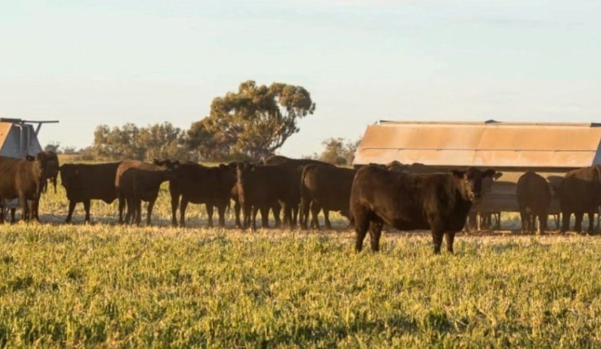 Are definitions/raising claims coming for ‘Grain Assisted’ and ‘Grassfed’ cattle?