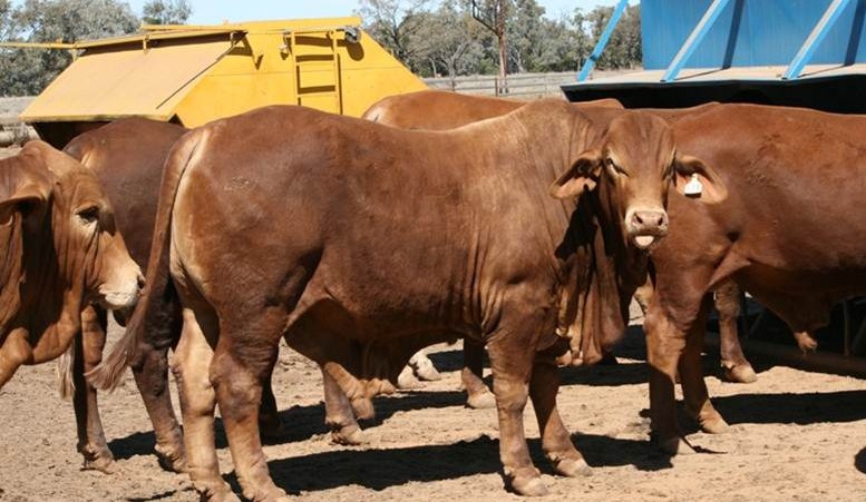 Market dynamics push more ‘grain-assisted’ cattle onto market