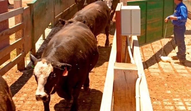 Rising feeder prices push grainfed trading budget loss to record levels