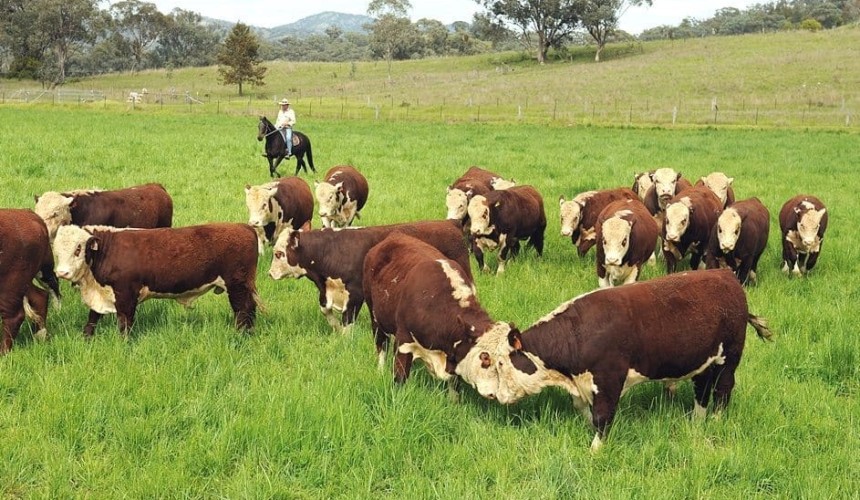 Is your 2019 Autumn bull sale included in our directory?