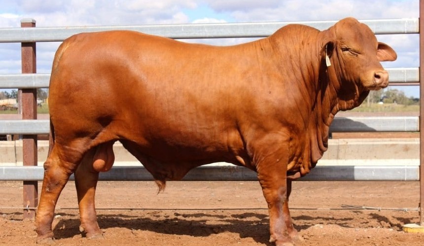 Weekly Genetics Review: Northern BreedPlan uptake on the rise