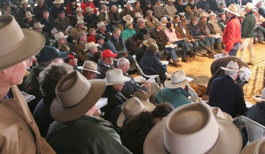 Weekly genetics report: North versus South in Breedplan usage