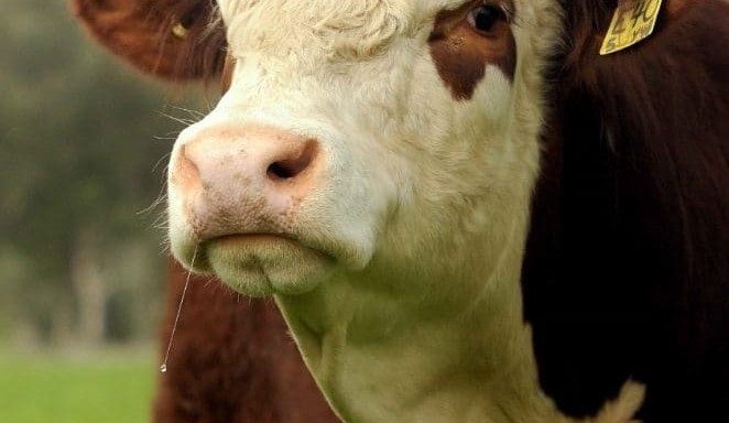 Webinars offer insight into key genetic selection issues