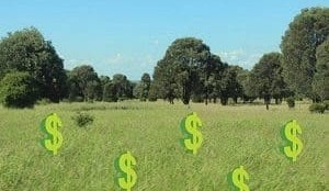 Four biggest bear traps of high cattle prices
