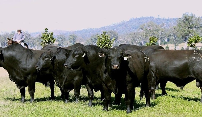 Objective Bull Assessment – a quick refresher