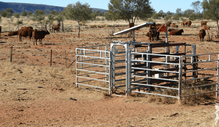 Managing cattle by satellite: How it’s happening in the north