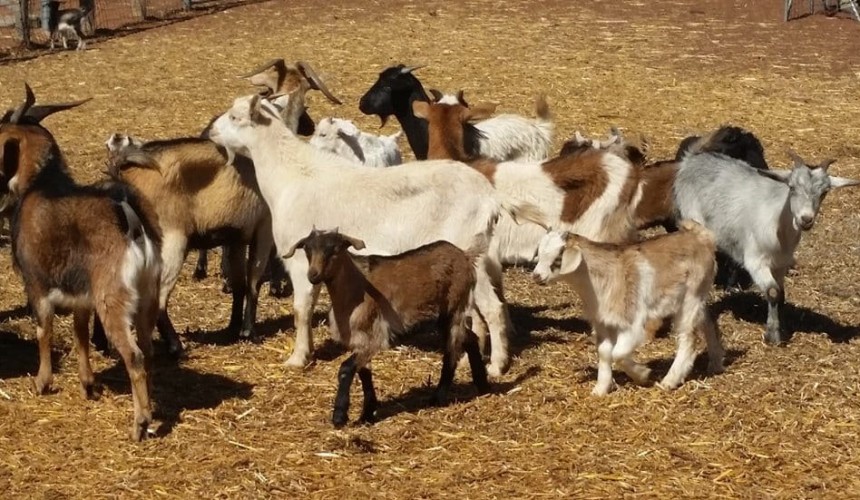 Goat returns look attractive option for some cattle, sheep operations
