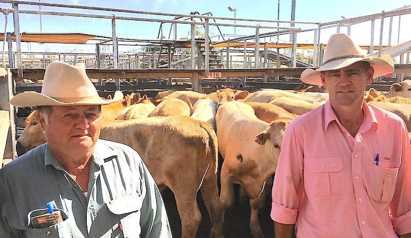 Roma store 11 Oct 2016: Cows and calves to $1820
