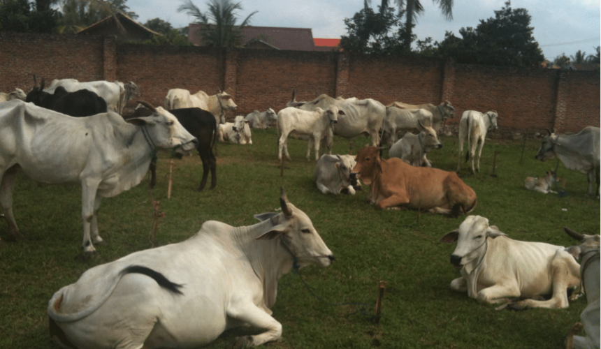 Two very different tropical cows: a dilemma for the breeder trade