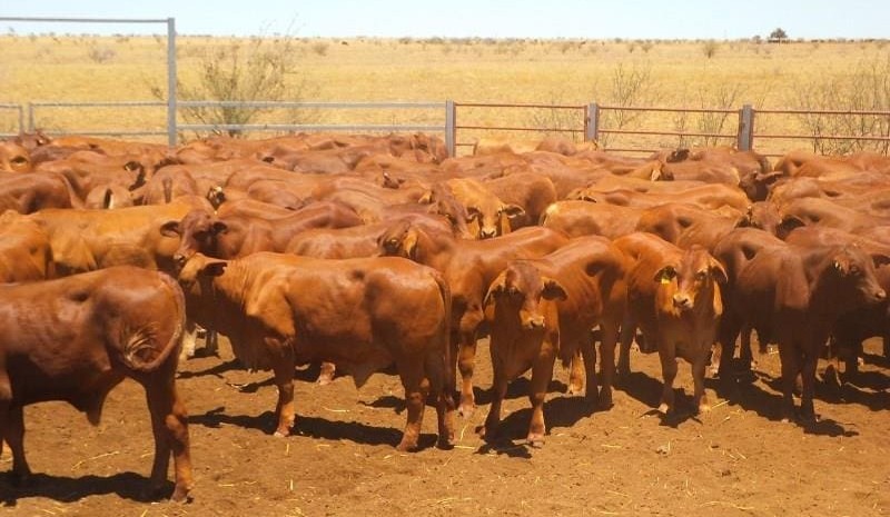 Young cattle continue to dominate results in another large AuctionsPlus offering