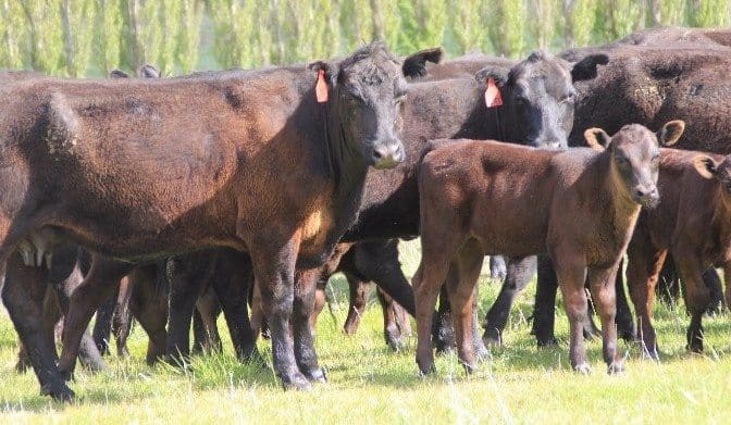 Genetics: Pre-joining check – test your bulls’ fertility