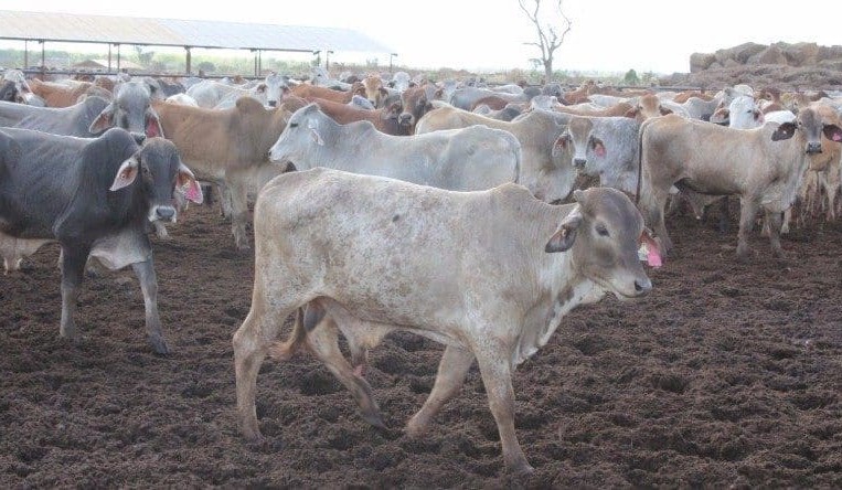 Big northern runs of cattle boost AuctionsPlus turnover