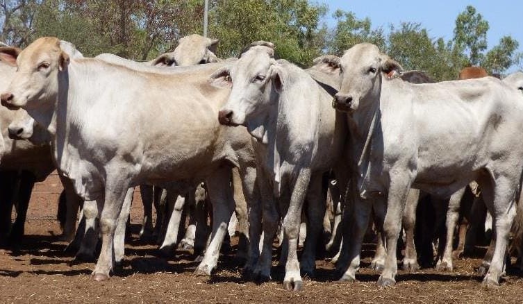MLA rolls out two new price indicators for industry, covering feeder heifers and online sheep
