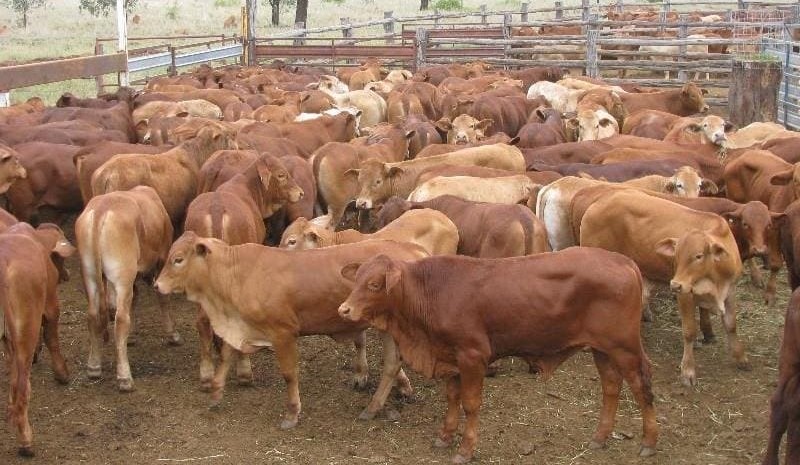 Cows & calves average $2500 as high demand on AuctionsPlus continues
