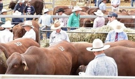 Weekly genetics review: 2016 – A bullish year for bulls