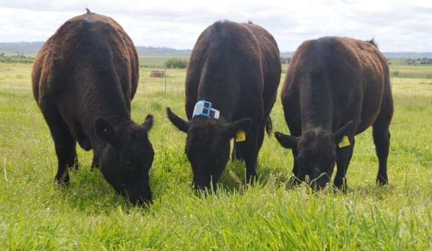 New grazing monitoring collar paves way for exciting feed intake research