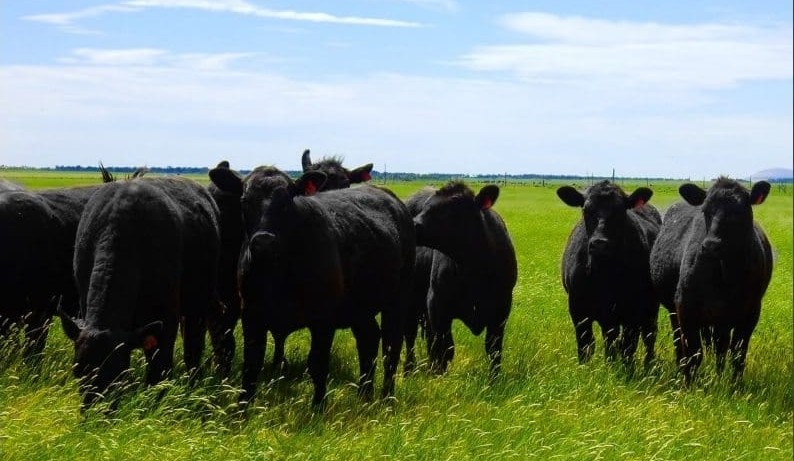 2019–20 Livestock Farm Monitor reveals insights on farm performance