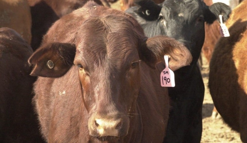 China’s growing influence seen in bigger HGP-free cattle price incentives