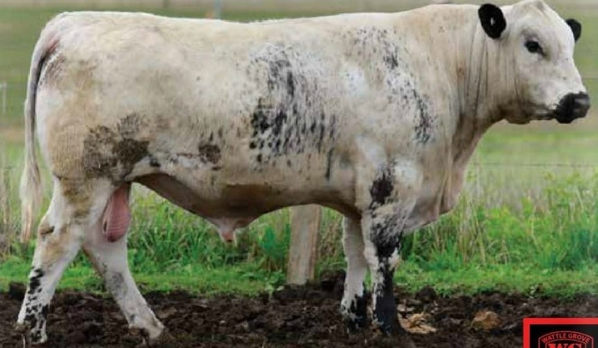 $30,000 Speckle Park bull sets new breed record