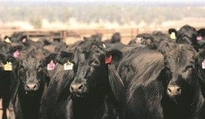 Beef industry first with cattle immunity index breeding value