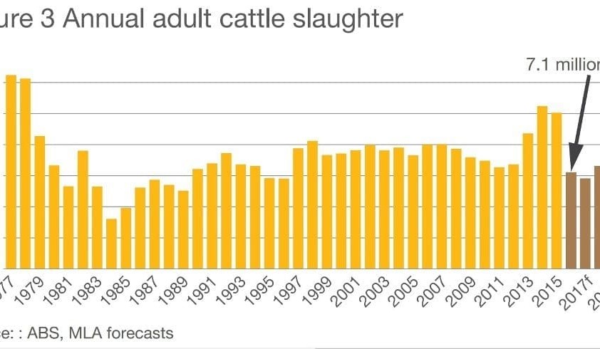 Tight cattle supplies to continue through 2017, MLA forecasts