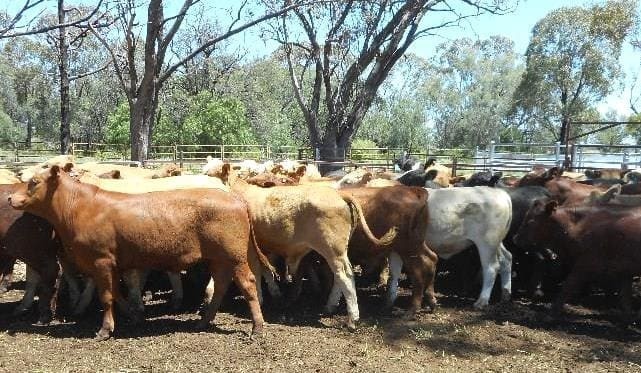 Cows and calves feature in smaller AuctionsPlus offering
