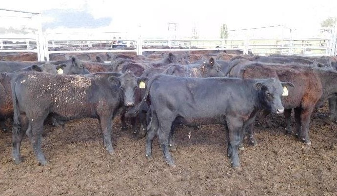 Sharp rise in young heifer prices in smaller AuctionsPlus offering