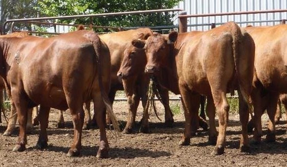Harvest frenzy curbs AuctionsPlus offering, as cow/calf demand continues