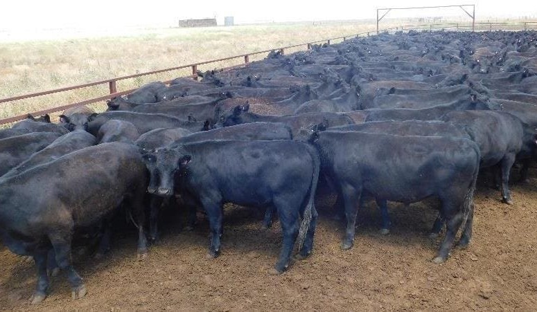 Big movements highlight AuctionsPlus buyer ‘reach’