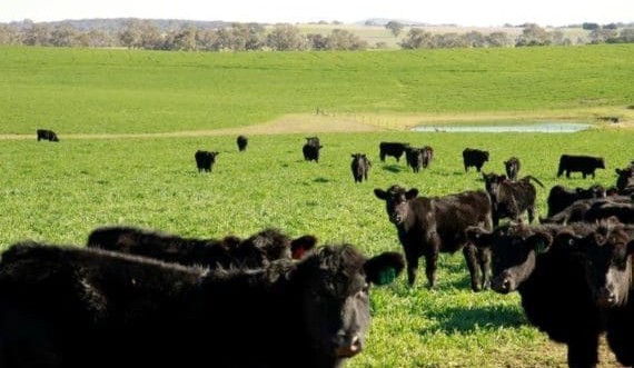 Optimistic mood for NSW Central Tablelands property market