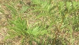 Plant poisoning warning for northern NSW