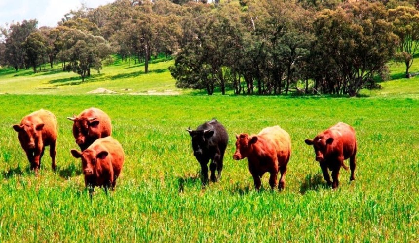 Property: Cobbora land auctions turn over $12.7m