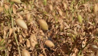 Feed grain update: Buyers play and miss as tonnes slip into export markets