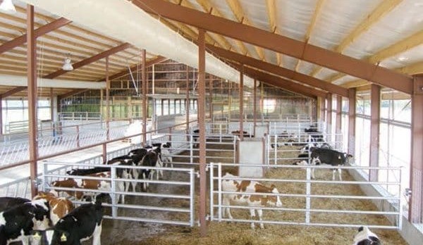 Dairy calves could help ease cattle supply challenge, RMAC head suggests