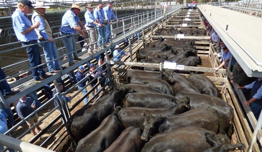 Processor opts to sell cattle into store market, rather than holding for slaughter