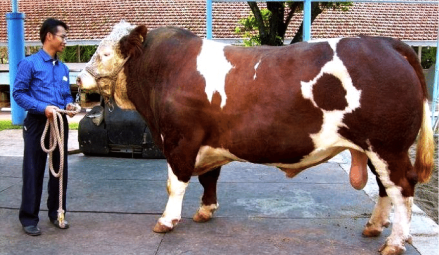 Understanding live export markets: Qurban – the Muslim festival of sacrifice