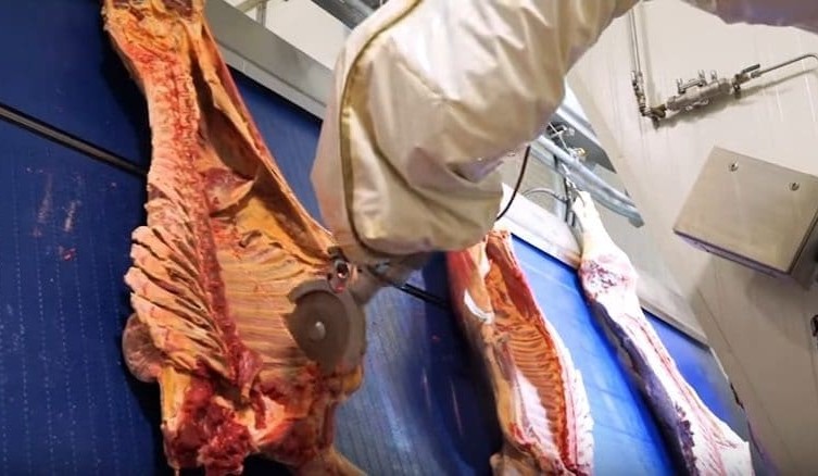 Progress happening in adapting X-ray technology to beef automation + VIDEO