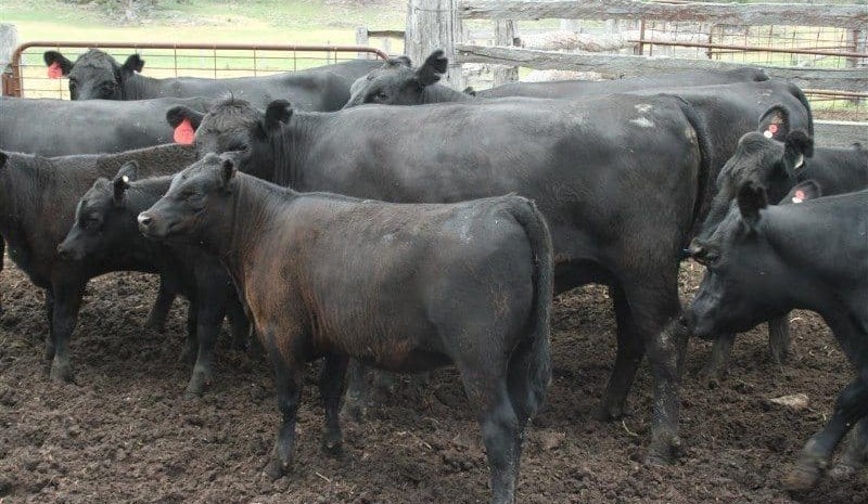 AuctionsPlus finishes year with cows & calves topping $2770