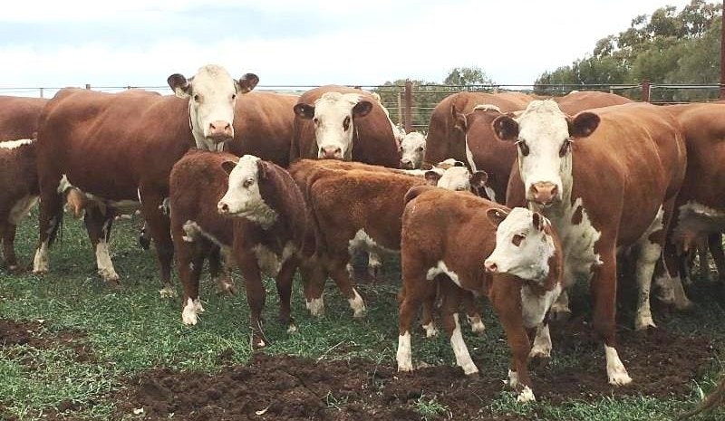 First-calf cows and calves average $2400 in larger AuctionsPlus offering