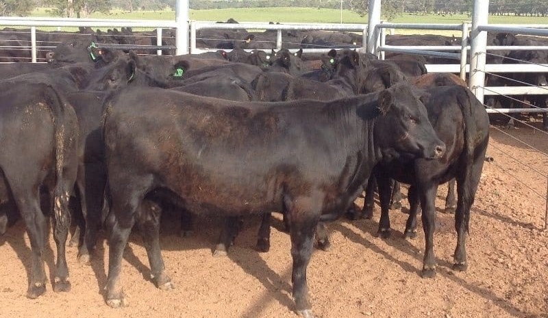 Big cow/calf offering, as dry summer start pushes AuctionsPlus numbers higher