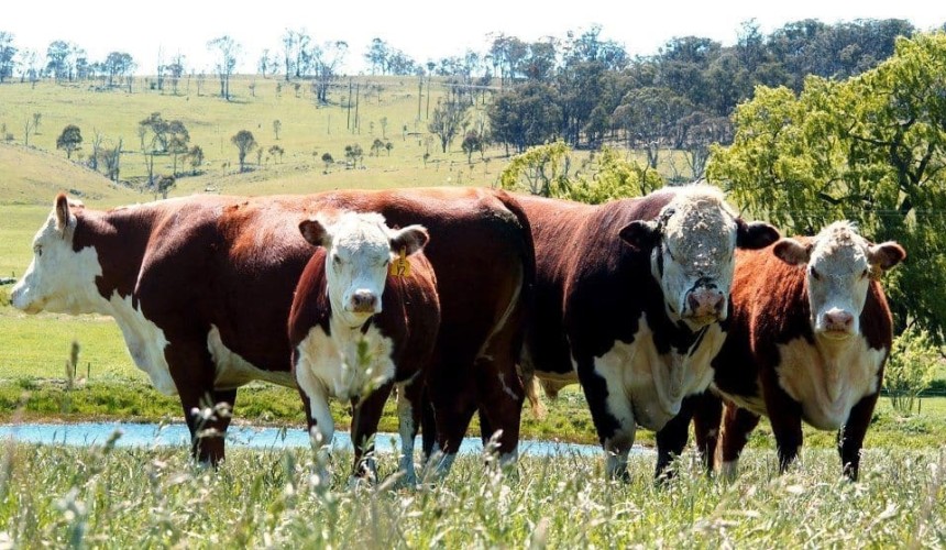 Weekly genetics review: Leasing bulls? Some points for consideration before you do