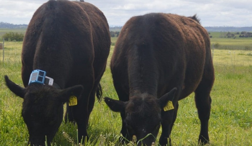 Collars help to identify individual pasture intake of cattle