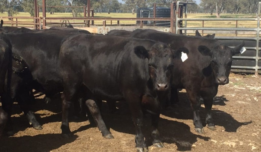 How is coronavirus impacting the cattle shipping trade?