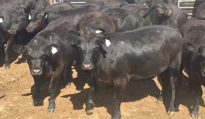 Elders to send historic first steer shipment to China in early Feb