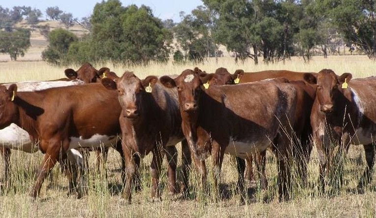 PTIC females to $2150 in larger AuctionsPlus offering