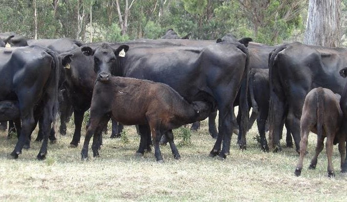 Feed efficiency and the cow herd